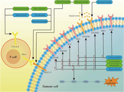 Diversified applications of hepatocellular carcinoma medications: molecular-targeted, immunotherapeutic, and combined approaches